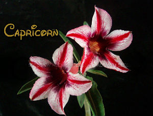 Adenium Seeds 'Capricorn' 5 Seeds - Click Image to Close